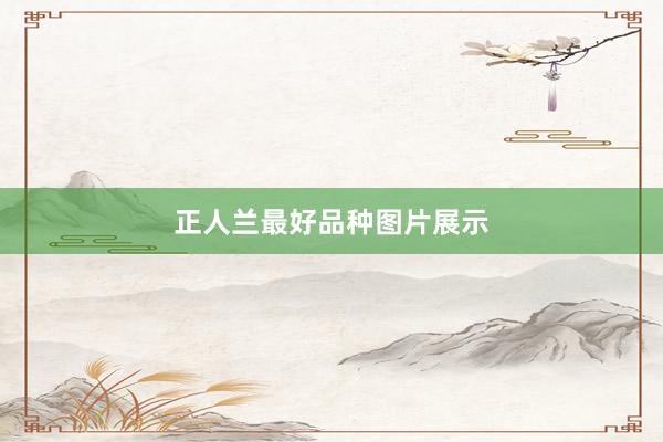 正人兰最好品种图片展示